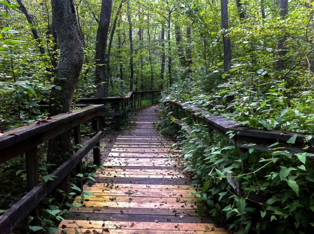 Path into the Pocomoke Forest