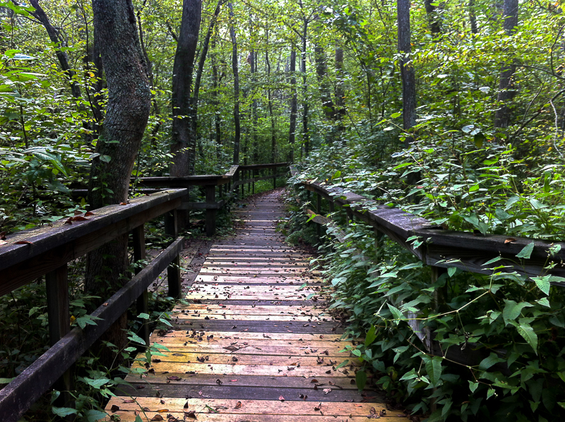 The Haunted Pocomoke Forest and its Urban Legends - Chesapeake Ghost Walks