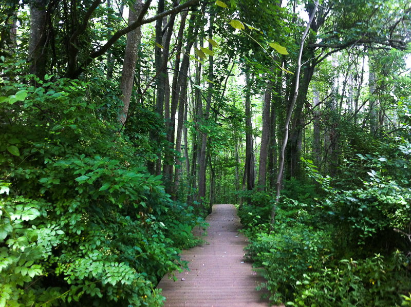 Pocomoke Forest boardwalk through the cypress swamp. 